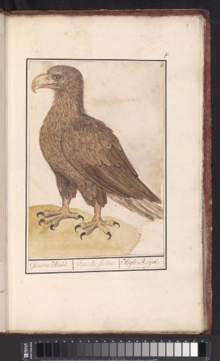 White-tailed Eagle