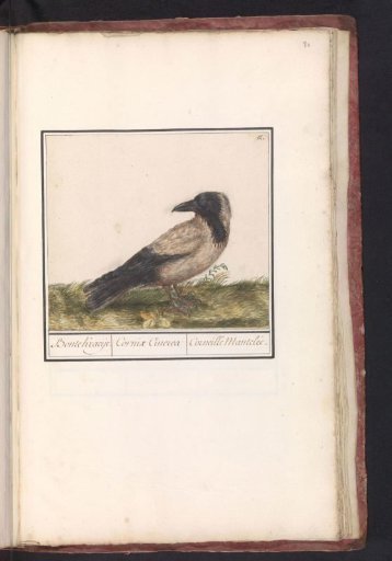 Hooded Crow (Corvus cornix)