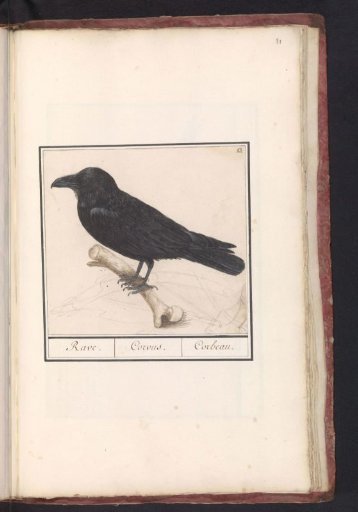 Raven (Corvus corax)
