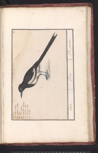 Magpie (Pica pica)