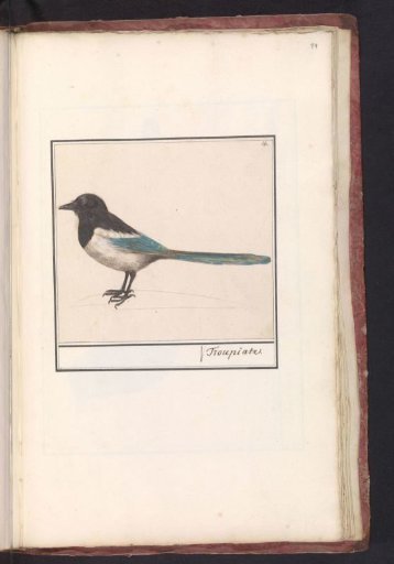 Magpie (Pica pica)