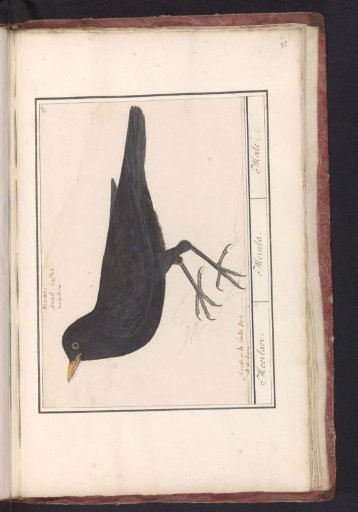 Common Blackbird (Turdus merula)