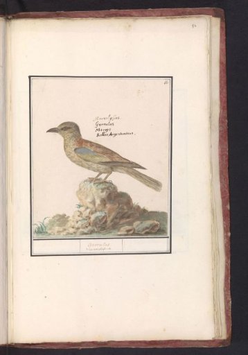 Eurasian Jay