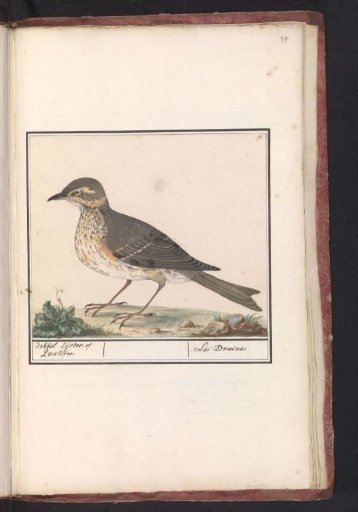 Mistle Thrush