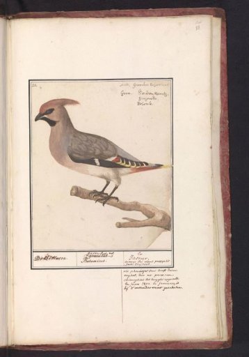 Bohemian Waxwing (Bombycilla garrulus)