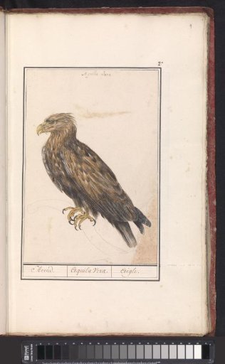 Golden Eagle