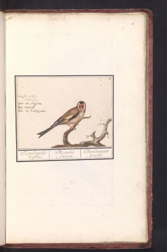 Goldfinch (Carduelis carduelis)