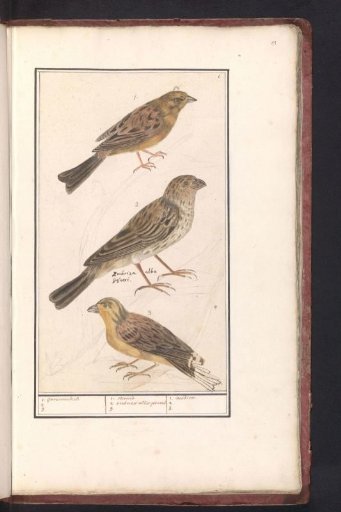 Cirl Bunting (Emberiza cirlus), Corn Bunting (Emberiza calandra), and Yellowhammer (Emberiza citrinella)