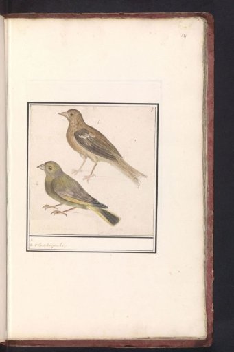 Two (European) Greenfinches