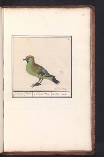 Bohemian Waxwing (Bombycilla garrulus)