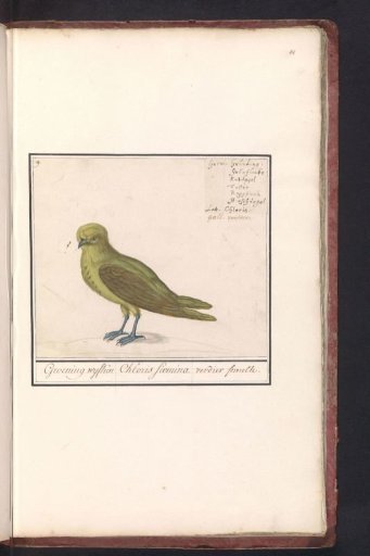 Greenfinch (Chloris chloris)