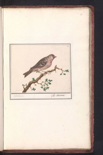 Common Redpoll (Carduelis flammea)