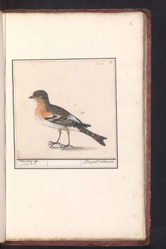 Brambling (Fringilla montifringilla)