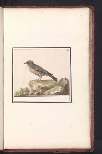Chaffinch (Fringilla)