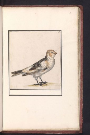 Snow Bunting (Plectrophenax nivalis)