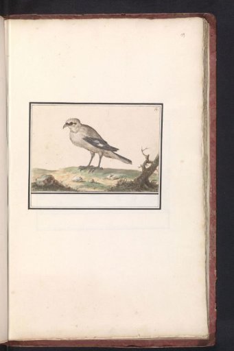 Lesser Grey Shrike