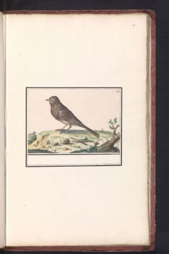 Bird (unknown)