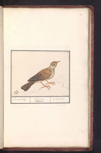 Lark (Alaudidae)