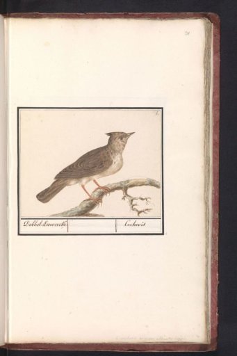 Crested Lark (Galerida cristata)