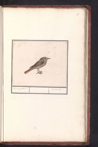 Small bird, possibly a Wren (Troglodytes troglodytes)