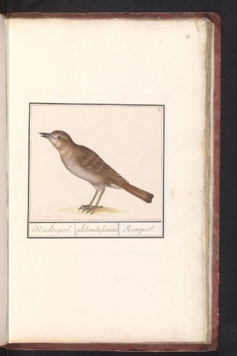 Nightingale (Luscinia megarhynchos)