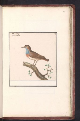 Bluethroat (Luscinia svecica)