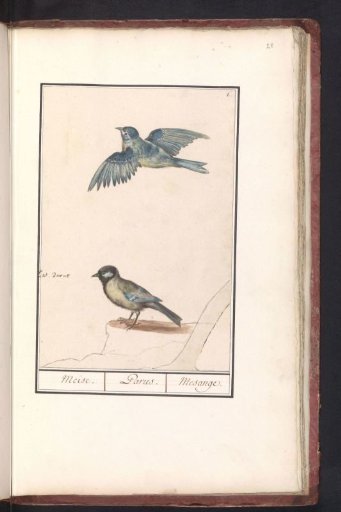 Blue Tit (Cyanistes caeruleus) and Great Tit (Parus major)