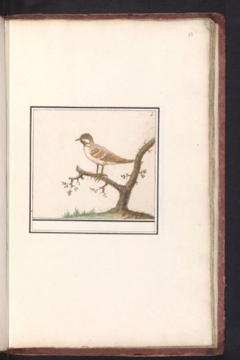 Bird (unknown)