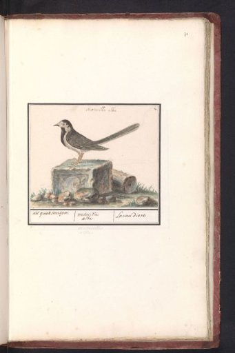 White Wagtail (Motacilla alba)