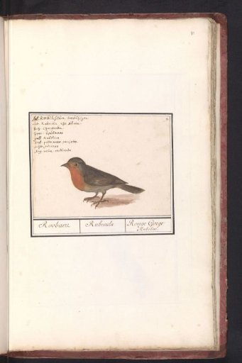 Robin (Erithacus rubecula)