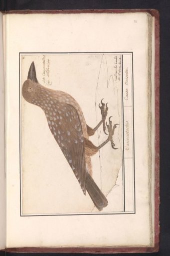 Nutcracker (Nucifraga caryocatactes)