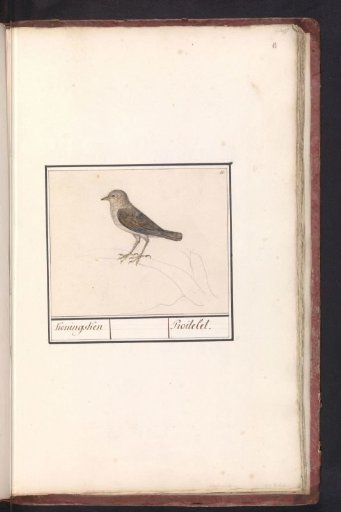 Small bird, possibly a wren (Troglodytes troglodytes)