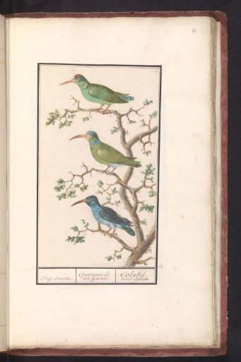 Sunbirds (Nectariniidae)