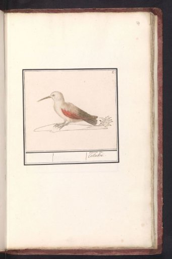 Wallcreeper