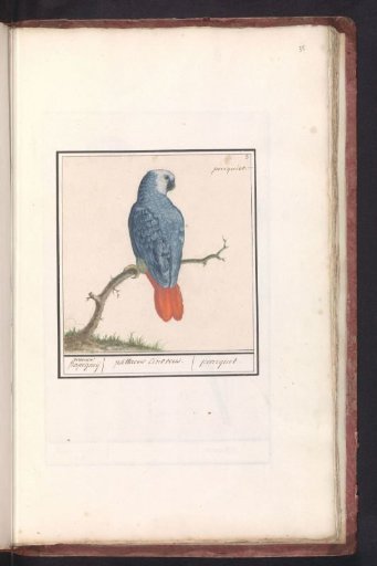 African Grey Parrot (Psittacus erithacus)