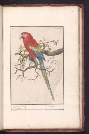 Scarlet Macaw (Ara macao)