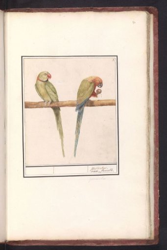 Alexandrine Parakeet and Red-breasted Parakeet