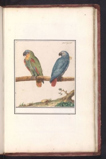 Blue-fronted Amazon (Amazona aestiva) and Grey Parrot (Psittacus erithacus)