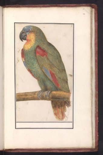 And Blue-fronted Amazon (Amazona aestiva)