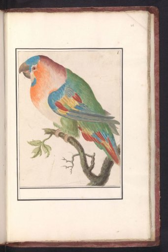 Parrot