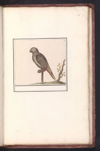 Parrot
