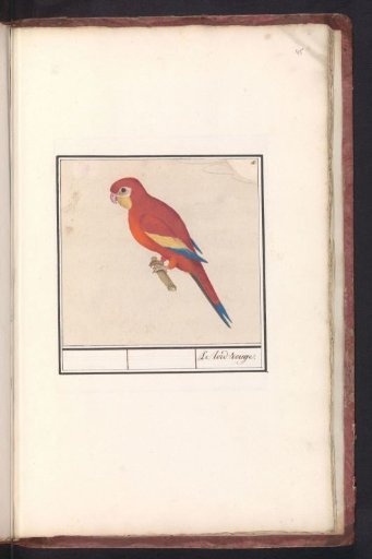 Red Parrot