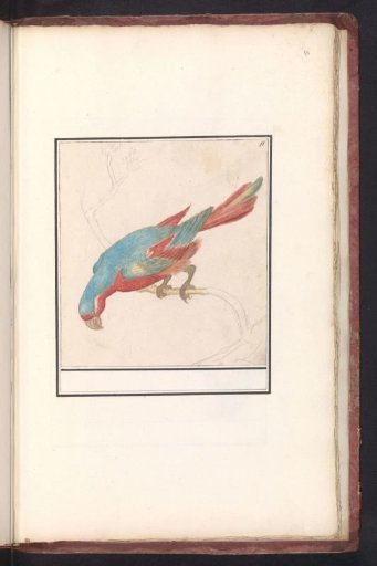 Parrot