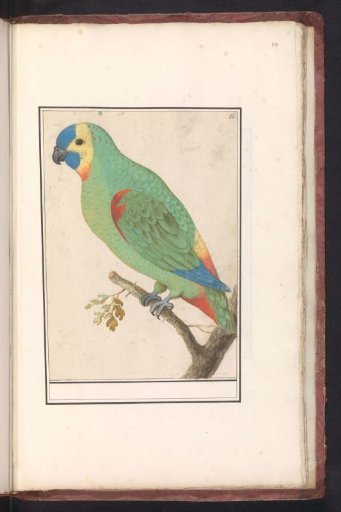 Blue-fronted Amazon (Amazona aestiva)