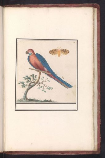 Blue-and-yellow Macaw