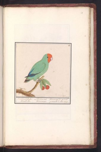 Red-headed Lovebird