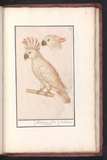 Moluccan Cockatoo (Cacatua moluccensis)