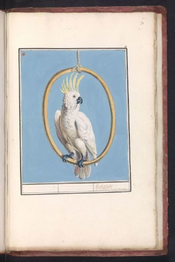 Sulphur-crested Cockatoo (Cacatua galerita)