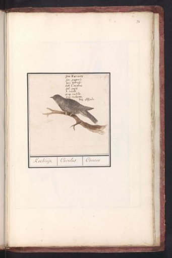 Cuckoo (Cuculus canorus)