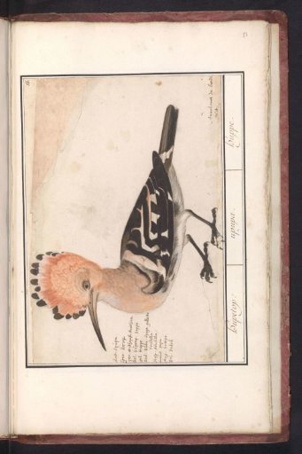 Hoopoe (Upupa epops)